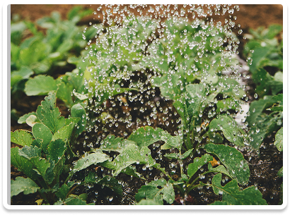 watering plants